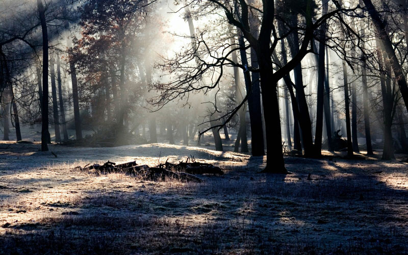 trees, nature, forest, snow, winter, light, mist, sunlight, morning, evening, autumn, weather, darkness, season, light beam, wood