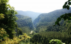 trees, green, branches, sky, leaves, mountains, vegetation, nature, wilderness, tropical, subtropical