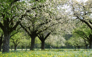 apple, blossoms, apple blossoms, nature, garden, spring, trees, dandelions
