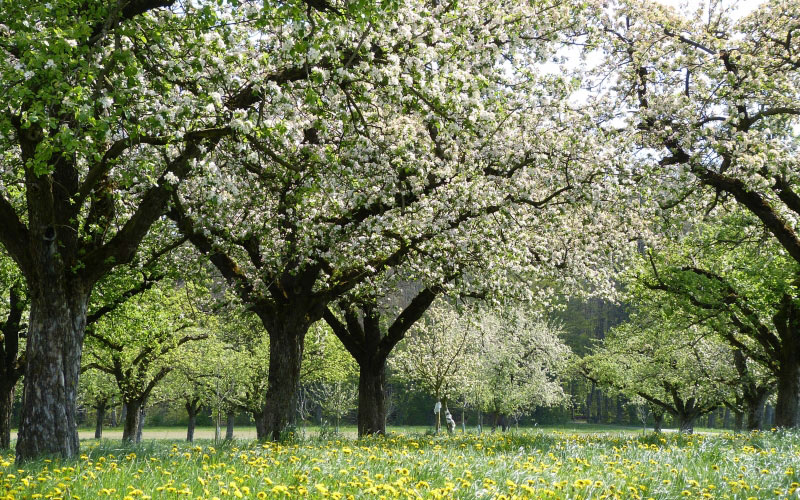 apple, blossoms, apple blossoms, nature, garden, spring, trees, dandelions
