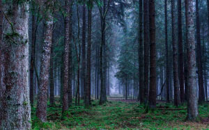 forest, landscape, autumn, trees, nature, mood, leaves, cold, fall foliage, fog, green, wonderful, fairy tale forest, firs, magic, moss
