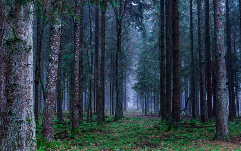 forest, landscape, autumn, trees, nature, mood, leaves, cold, fall foliage, fog, green, wonderful, fairy tale forest, firs, magic, moss