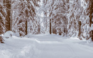 forest, winter, cold, wintry, winter forest, wood, trees, frost, sun, landscape, nature, snow, winter mood, path, road