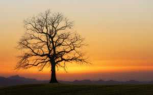 evening, tree, sunset, twilight, nature, atmosphere, mood, silhouette, sky, winter, orange, hill, field, sunrise, scenic, landscape