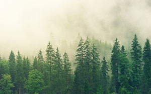 fog, coniferous forest, spruce, forest, green, nature, trees, conifers, landscape, fir forest, wood, evergreen, pines, clouds