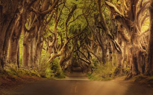 trees, road, northern ireland, landscape, branches, forest, alley, path, rural, mystical, avenue, mysterious, beech, kingsroad, royal road, wood