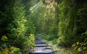 forest, forest path, path, trees, light beam, morgenstimmung, fairy tale, lighting, fantasy, nature, wood