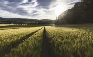 landscape, trees, nature, grass, horizon, clouds, sky, sunrise, sunset, field, wheat, countryside, sunlight, morning, dawn, idyllic, rural, crop, agriculture, grassland