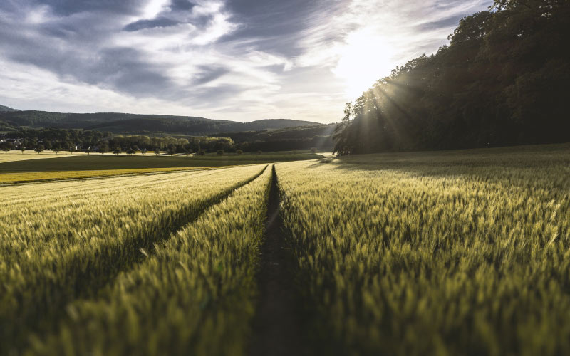 landscape, trees, nature, grass, horizon, clouds, sky, sunrise, sunset, field, wheat, countryside, sunlight, morning, dawn, idyllic, rural, crop, agriculture, grassland