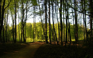 spring, forest, nature, wood, landscape, trees