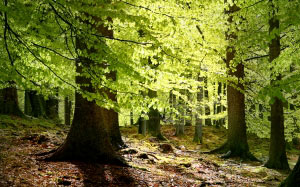 beech, leaves, forest, spring, nature, wood, trees