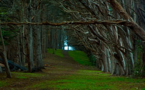 forest, enchanted, fairytale, landscape, misty, woods, leaves, wood, shadow, trees, dark, magic, green, nature, road, path, eerie, cypress