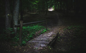 bridge, wood, forest, trees, green, way, route, path, fairytale, dark, nature, mystical