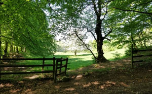 green, nature, landscape, trees, field, fence, hedge, bushes