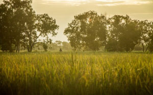 landscape, nature, grass, meadow, sunset, evening, summer, trees, field