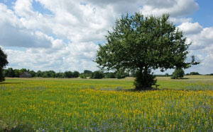 landscape, trees, nature, grass, horizon, clouds, plants, sky, field, meadow, prairie, flowers, summer, spring, green, agriculture, rapeseed, wildflower, flowers, grassland, bloom