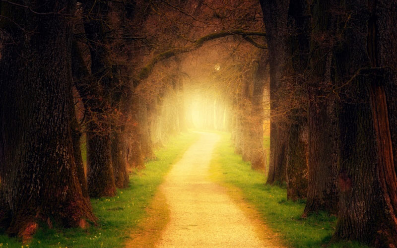 fairy, trees, forest, path, light, nature, trail, fog, haze, mood, mystical, romantic, landscape, autumn, magic