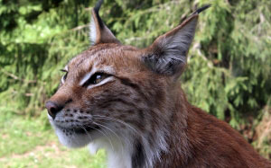 lynx, cat, animal, mustache