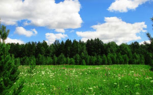 meadow, landscape, green, blue, field, forest, trees, summer, herbs, glade, grass, nature, flowers, wild, wood