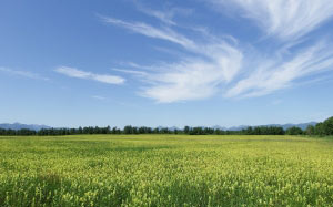 field, meadow, glade, flowers, clouds, open space, mountains, summer, nature, grass, sky, landscape