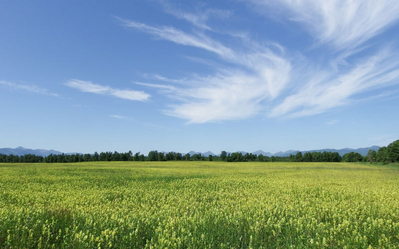 field, meadow, glade, flowers, clouds, open space, mountains, summer, nature, grass, sky, landscape