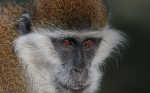 grivet, chlorocebus aethiops, monkey, face, animal, portrait