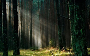 forest, wood, sun, morning, summer, trees, rays, grass, green, nature