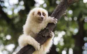 javan, slow loris, nycticebus javanicus, strepsirrhine, primate, java, indonesia, wild, animal