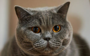 female, cat, british shorthair, pet, cozy, grey, gray