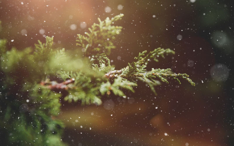 winter, plant, branch, tree, green, nature, snowflakes, background, snow, blur