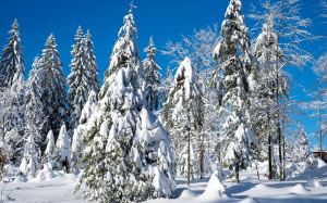 wintry, wood, trees, christmas landscape, winter, snow, cold, firs, snowy, christmas, winter magic, winter mood, atmosphere, christmas time, december, advent, landscape, nature, forest, schauinsland