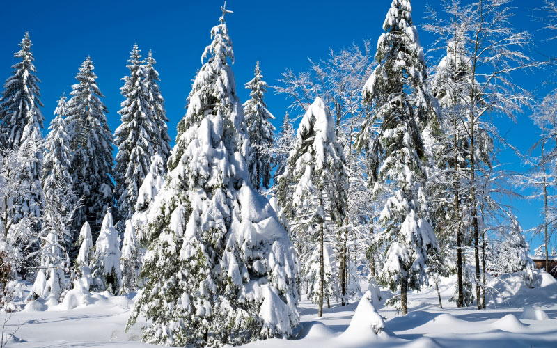 wintry, wood, trees, christmas landscape, winter, snow, cold, firs, snowy, christmas, winter magic, winter mood, atmosphere, christmas time, december, advent, landscape, nature, forest, schauinsland