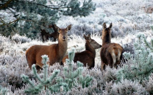 tree, nature, forest, snow, winter, cute, wildlife, wild, deer, herd, grazing, mammal, season, fauna, snow, animals, reindeer, seasonal, vertebrate, december