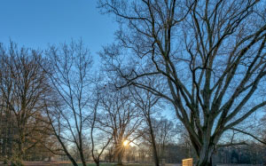 park, nature, north rhine-westphalia, germany, february, winter, trees, cold