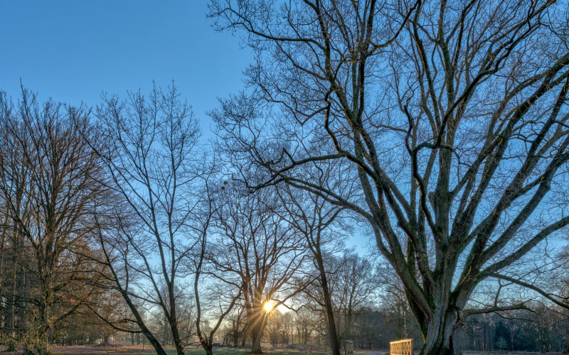 park, nature, north rhine-westphalia, germany, february, winter, trees, cold