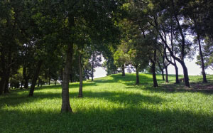 nature, landscape, trees, green, grass, grassland, lawn, meadow, woody, woodland, forest, grove, spring, park, rural, shade