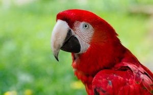 green-winged macaw, scarlet macaw, zoo, red, hybrid, ara chloropterus, ara macao, parrot, bird