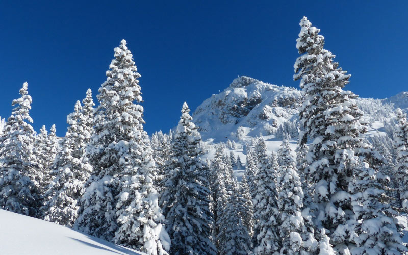 landscape, nature, trees, mountain, snow, winter, sky, blue, fir, season, conifer, spruce