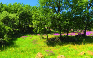 flowers, spring, colorful, nature, beautiful, cherry, pink, landscape, trees, green, meadow, grass, pasture, forest, prairie, rural, summer, wildflower, field, shrub, sunlight, shrubland, hill