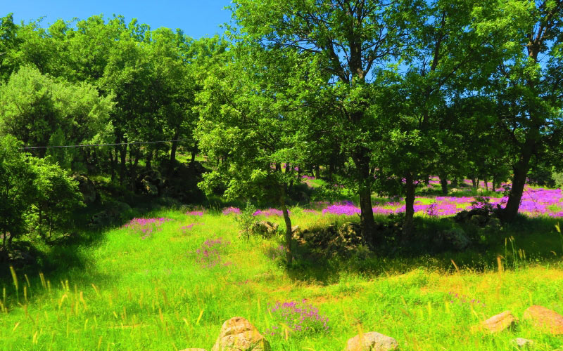 flowers, spring, colorful, nature, beautiful, cherry, pink, landscape, trees, green, meadow, grass, pasture, forest, prairie, rural, summer, wildflower, field, shrub, sunlight, shrubland, hill