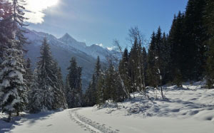 landscape, trees, nature, forest, wilderness, mountain, snow, winter, sun, hiking, alpine, austria, traces