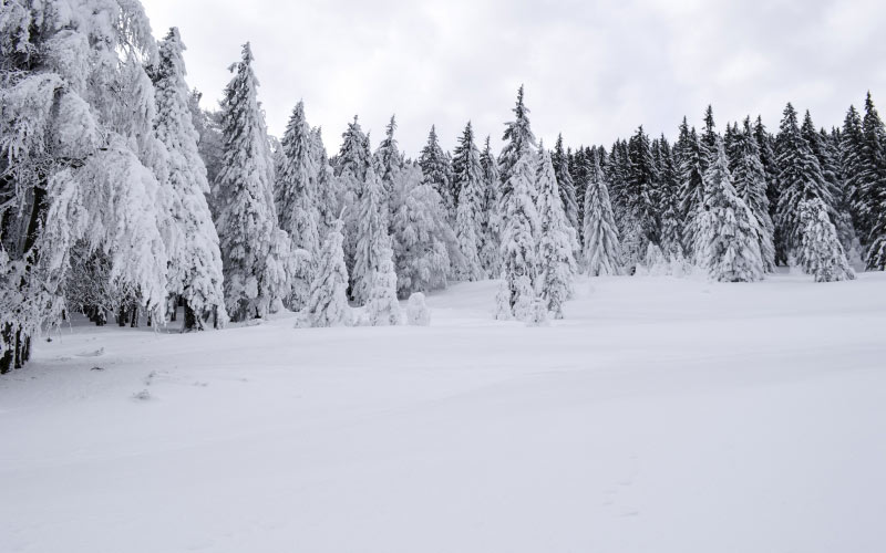 cold, december, forest, frost, frozen, landscape, nature, pines, season, snow, trees, white, wild, winter, wood