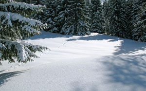 winter, snow, forest, trees, woods, nature, landscape