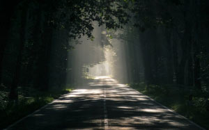 forest, asphalt, dark, dawn, fog, forest, haze, landscape, light, mist, nature, outdoors, road, scenic, sunlight, sunrays, travel, trees
