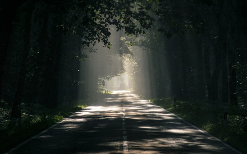 forest, asphalt, dark, dawn, fog, forest, haze, landscape, light, mist, nature, outdoors, road, scenic, sunlight, sunrays, travel, trees