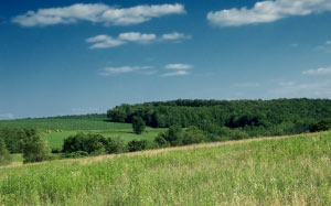 landscape, trees, grass, horizon, clouds, sky, field, farm, meadow, hill, summer, rural, pasture