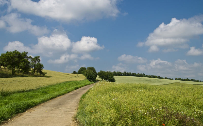 landscape, trees, nature, grass, horizon, clouds, sky, field, farm, meadow, summer, road, path, pasture, agriculture, grassland, country