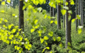 bright, forest, green, landscape, leaves, light, nature, spring, summer, sunlight, trees, trunks, woods