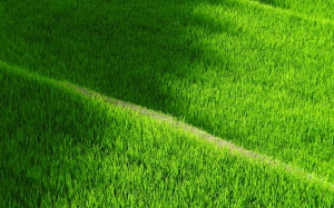 rice, terraces, yamada, field, japan, green, texture