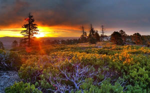 sunrise, scenic, landscape, sunset, nature, outdoors, bryce point, bryce canyon, national park, utah, trees, colorful, sky, dawn